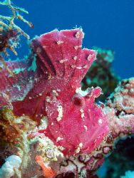 Leafy Scorpian Fish,Great Barrier Reef third time at this... by Joshua Miles 